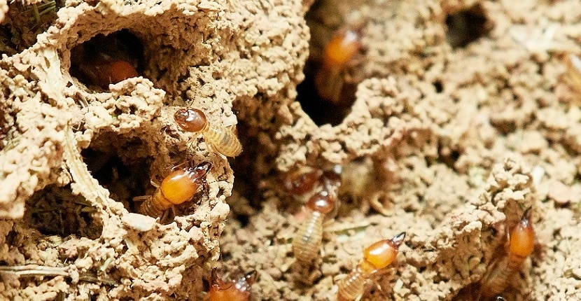 Cómo eliminar termitas con remedios caseros