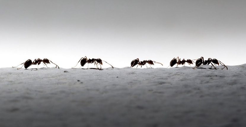 Caminos de hormigas