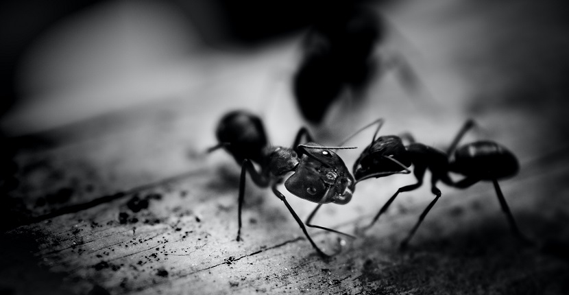 Cómo acabar con las hormigas en casa