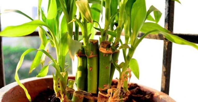 Cómo cultivar bambú en casa y disfrutar de su armonía