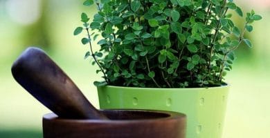 Pasos para preparar aceite de orégano